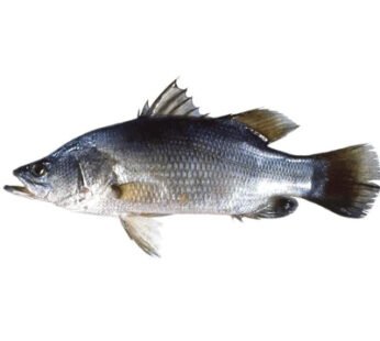 Fresh Nile Perch Fish